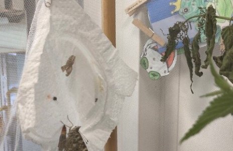 10.07.2025 Viertklässler beobachten den Prozess von der Raupe zum Distelfalter